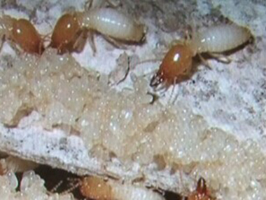 伦教白蚁防治公司在新房的装修上需要考虑实行白蚁防治吗？