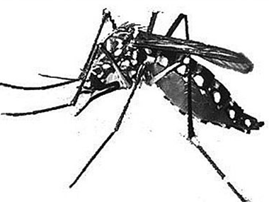 勒流四害消杀公司分享4个灭蚊蝇驱蚊蝇的实用小妙招