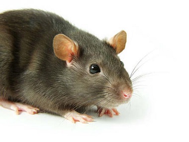 陈村杀虫灭鼠中心农家乐预防老鼠的办法