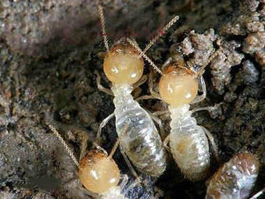 南海白蚁防治怎么预防分飞期的白蚁危害