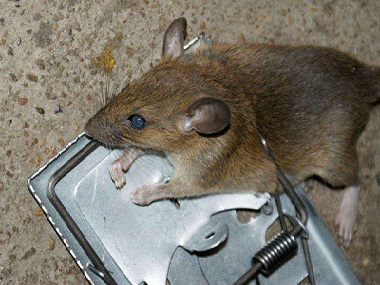 里水杀虫灭鼠告诉您老鼠有哪些危害