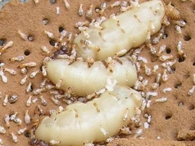 西南白蚁公司防治白蚁常用的工具有哪些