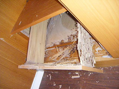 均安白蚁预防站发现家具有白蚁危害该如何防治