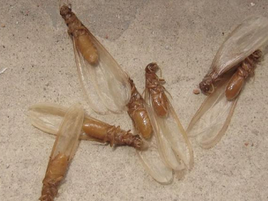 顺德白蚁防治中心白蚁分飞季，如何有效防治白蚁