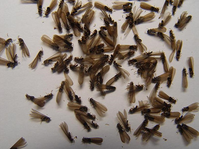 容桂灭治白蚁公司辨别白蚁和蚂蚁（繁衍蚁）小技巧