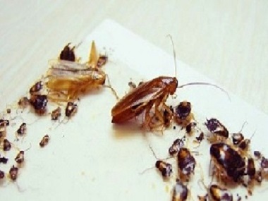 伦教四害消杀中心为什么家里的蟑螂就是杀不尽