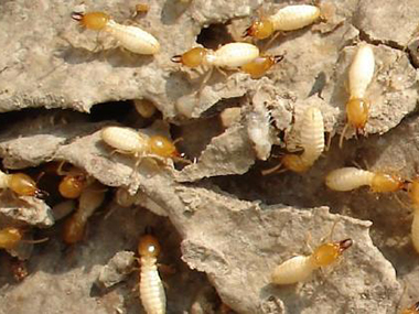 勒流灭治白蚁公司家庭白蚁防治的方法有哪些
