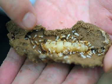 龙江预防白蚁公司白蚁它会藏在哪里呢？怎么才能找到蚁巢
