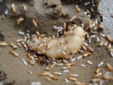 顺德新建预防白蚁：白蚁是怎么到家里来的