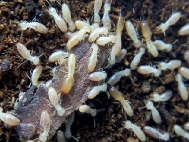 容桂专业消杀白蚁所讲一讲居家生活中的白蚁灭杀措施