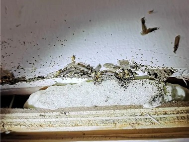 乐从白蚁预防所：天花板上有白蚁怎么办