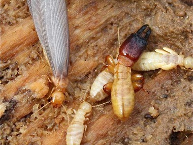 大良白蚁备案中心——白蚁的生活习性是什么