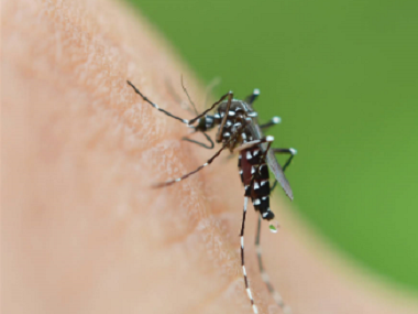 均安病媒有害生物杀虫中心分享4个方法来消灭蚊虫
