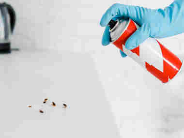 容桂灭蚁虫害控制——有必要实行定期虫害防治吗？