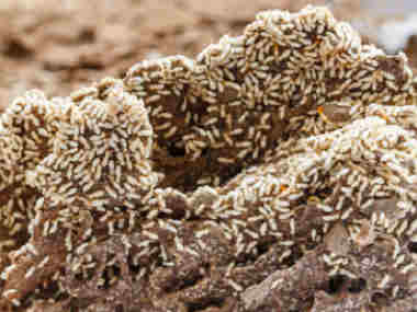 佛山防治白蚁机构截头堆砂白蚁的危害扩散方式