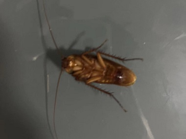 佛山病媒生物防控——提早预防蟑螂侵扰的方法