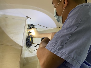 大良预防白蚁中心白蚁会在家里侵害骚扰怎么办