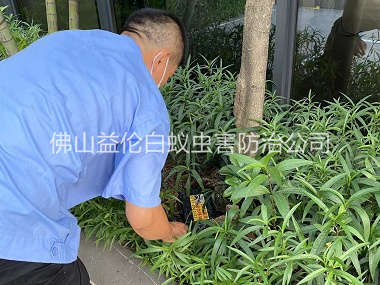 北滘园林灭治白蚁工程