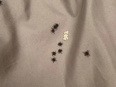 均安灭虫中心如何有效消灭臭虫（臭屁虫）虫害