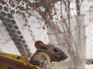 乐从杀虫灭鼠中心超实用的“老鼠怕”用法